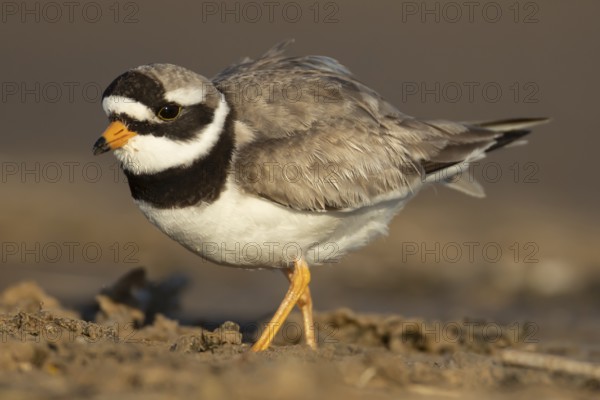 Ringed plover (Charadrius hiaticula) adult wading bird on a beach, England, United Kingdom