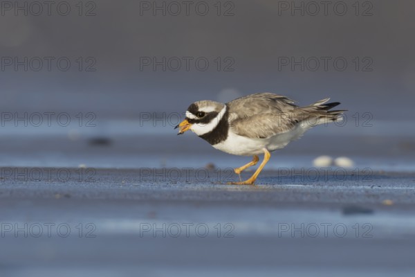 Ringed plover (Charadrius hiaticula) adult wading bird feeding on a beach, England, United Kingdom