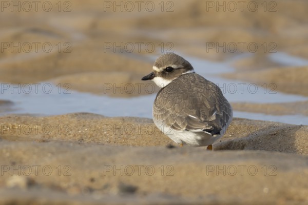Ringed plover (Charadrius hiaticula) juvenile wading bird on a beach, England, United Kingdom