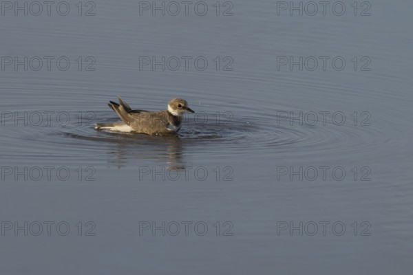 Little ringed plover (Charadrius dubius) adult wading bird bathing in water of a shallow coastal lagoon, England, United Kingdom