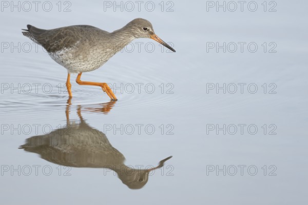 Common redshank (Tringa totanus) adult wading bird in water of a shallow lagoon, England, United Kingdom