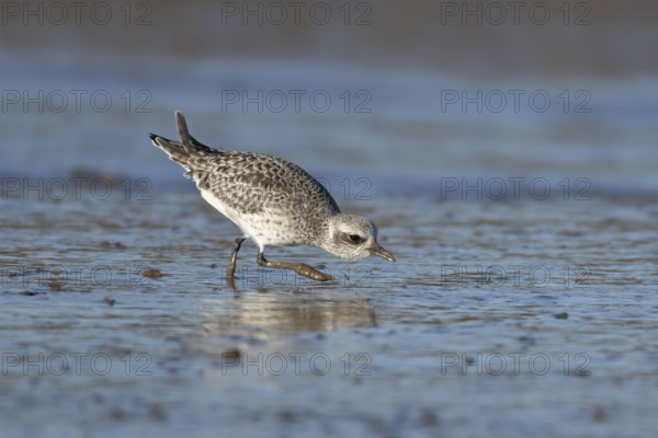 Grey plover (Pluvialis squatarola) adult wading bird in winter plumage on a beach, England, United Kingdom