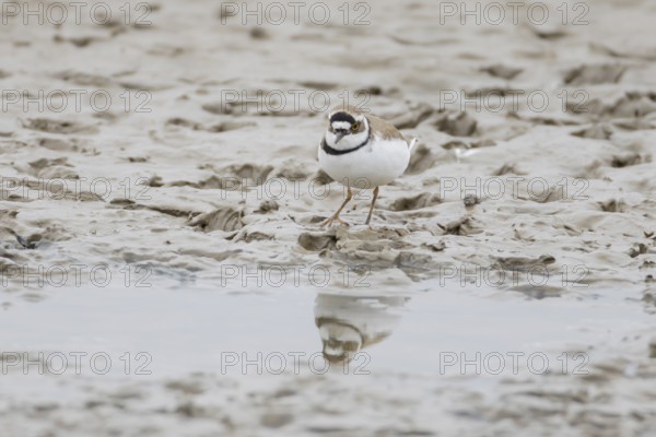 Little ringed plover (Charadrius dubius) adult wading bird on a mudflat, England, United Kingdom