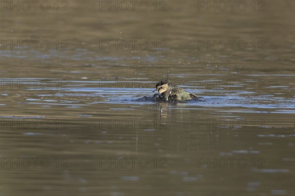 Northern lapwing (Vanellus vanellus) adult wading bird bathing in water of a shallow lagoon, England, United Kingdom