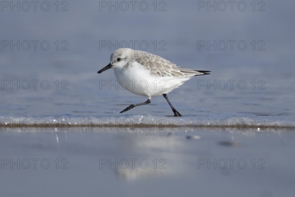 Sanderling (Calidris alba) adult wading bird in winter plumage running in the surf of the sea, England, United Kingdom