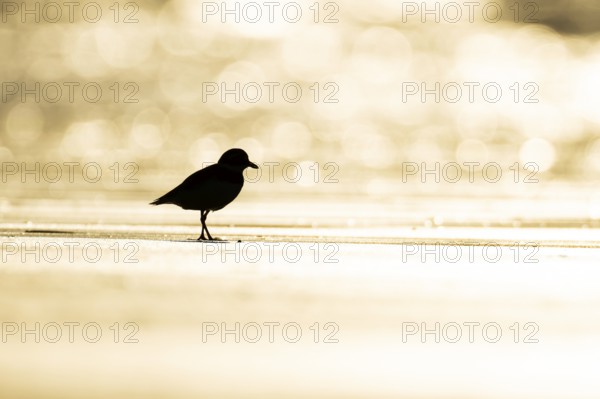 Ringed plover (Charadrius hiaticula) silhouette of an adult wading bird on a beach at sunset, England, United Kingdom