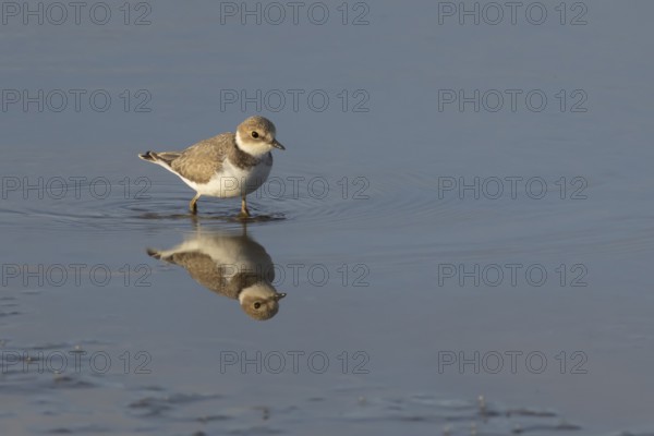 Little ringed plover (Charadrius dubius) adult wading bird in water of a shallow coastal lagoon, England, United Kingdom