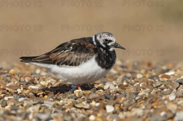 Ruddy turnstone (Arenaria interpres) adult wading bird in summer plumage on a shingle beach, England, United Kingdom