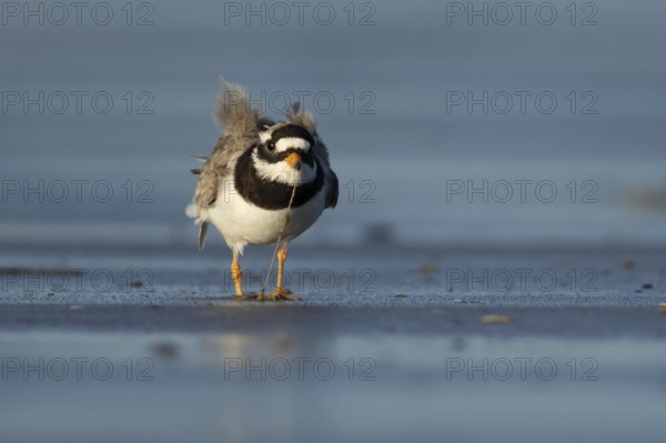 Ringed plover (Charadrius hiaticula) adult wading bird pulling a worm for food from a beach, England, United Kingdom