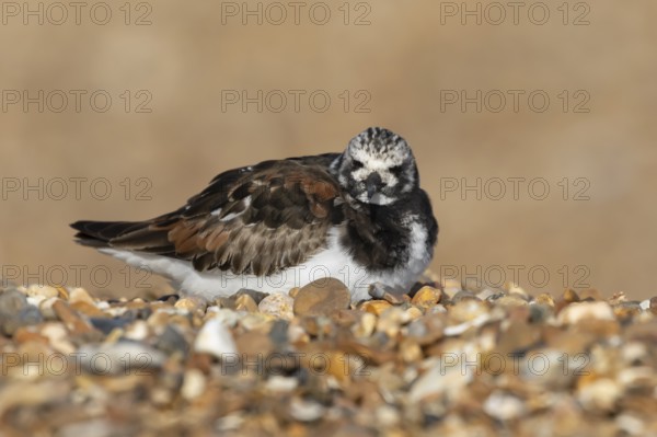 Ruddy turnstone (Arenaria interpres) adult wading bird in summer plumage sitting on a shingle beach, England, United Kingdom