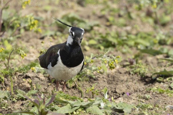 Northern lapwing (Vanellus vanellus) adult wading bird amongst vegetation, England, United Kingdom