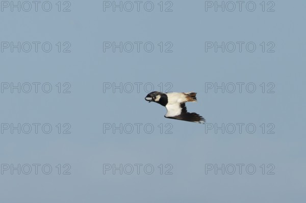 Northern lapwing (Vanellus vanellus) adult wading bird displaying in flight, England, United Kingdom