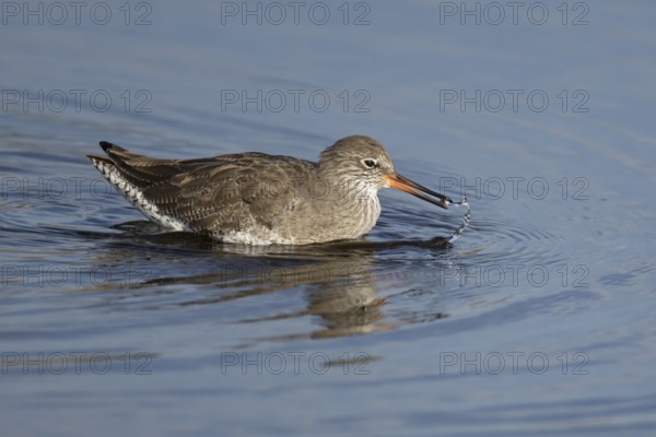 Common redshank (Tringa totanus) adult wading bird feeding in water of a shallow lagoon, England, United Kingdom