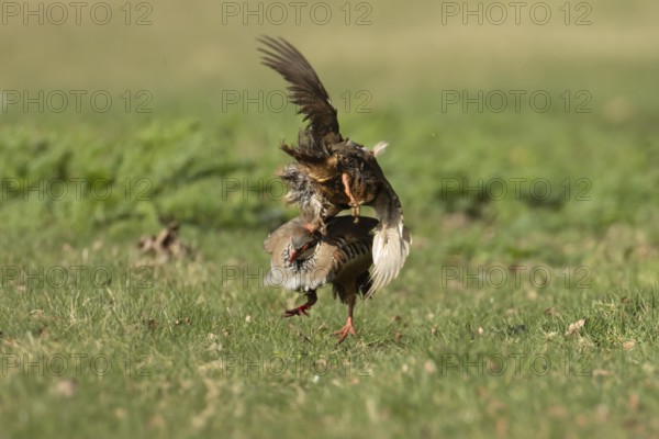 Red legged partridge (Alectoris rufa) two adult game birds fighting on grassland, England, United Kingdom