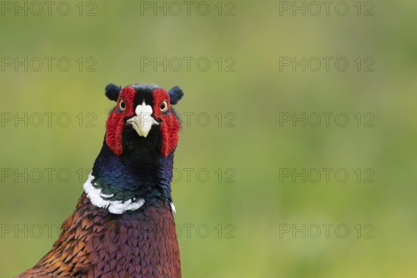 Common or Ringed pheasant (Phasianus colchicus) adult male game bird head portrait, England, United Kingdom