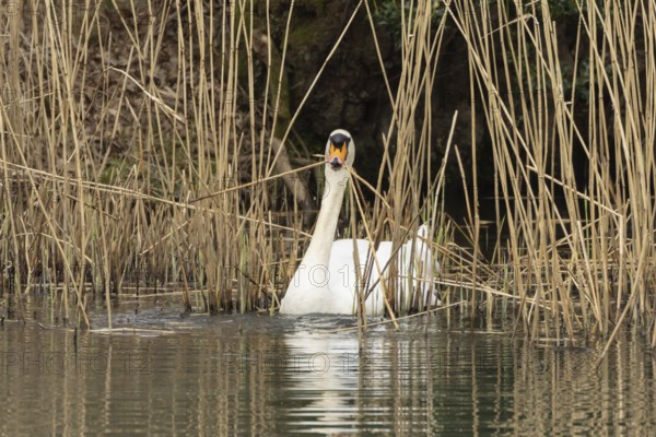 Mute swan (Cygnus olor) adult bird collecting reed stems to build its nest in the springtime, England, United Kingdom
