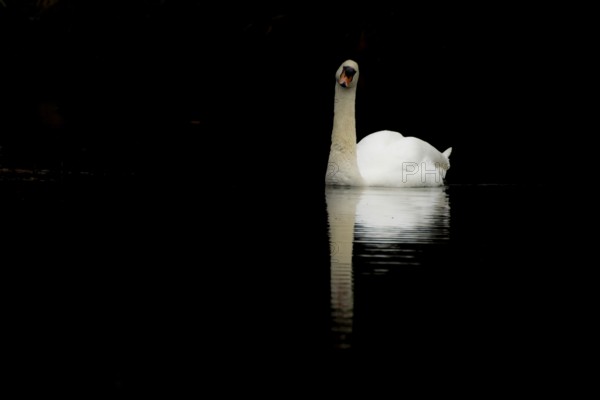 Mute swan (Cygnus olor) adult bird on the water surface of a lake, England, United Kingdom