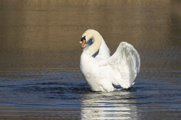Mute swan (Cygnus olor) adult bird flapping its wings on the water surface of a lake, England, United Kingdom