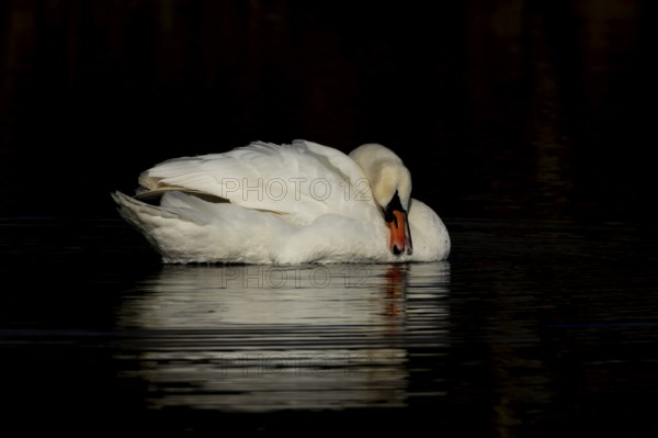 Mute swan (Cygnus olor) adult bird preening on a lake, England, United Kingdom