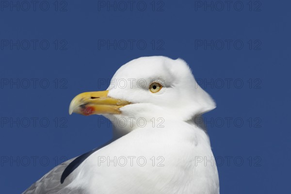 Herring gull (Larus argentatus) adult bird head portrait, England, United Kingdom