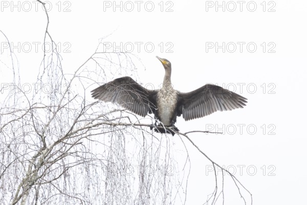 Great cormorant (Phalacrocorax carbo) adult bird drying its wings perched on a tree branch, England, United Kingdom