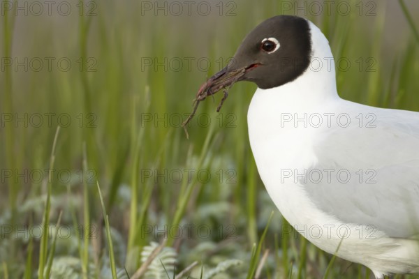 Black headed gull (Chroicocephalus ridibundus) adult bird collecting twigs for nesting material in the spring, England, United Kingdom