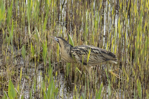 Great or Eurasian bittern (Botaurus stellaris) adult bird in a reedbed, England, United Kingdom