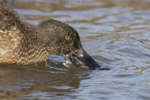 Northern shoveler duck (Anas clypeata) adult female bird feeding on the water surface of a lake, England, United Kingdom