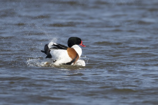 Shelduck (Tadorna tadorna) adult bird washing itself on the water surface of a lake, England, United Kingdom