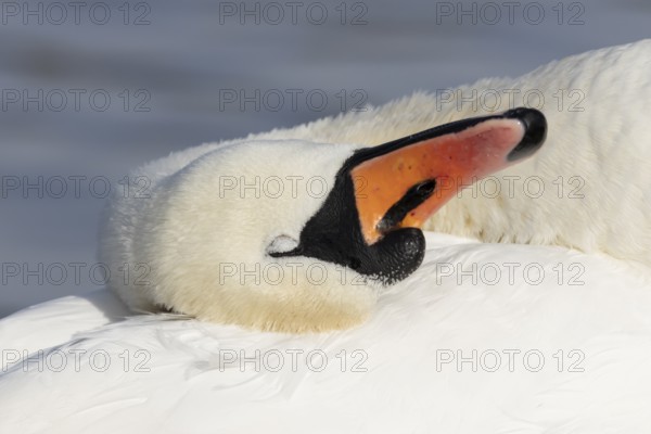 Mute swan (Cygnus olor) adult bird resting its head on its wing, England, United Kingdom