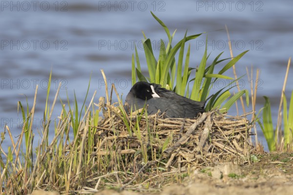 Eurasian coot (Fulica atra) adult bird sleeping on its nest, England, United Kingdom