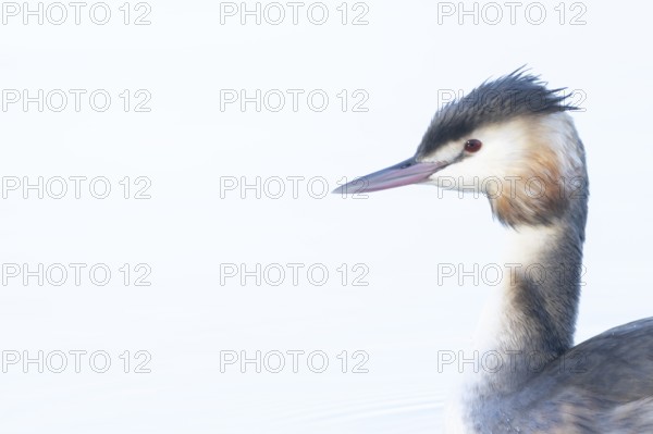 Great crested grebe (Podiceps cristatus) adult bird on water of a lake, England, United Kingdom