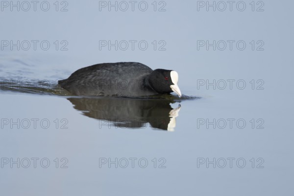 Eurasian coot (Fulica atra) adult bird on a lake, England, United Kingdom