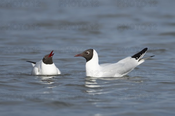 Black headed gull (Chroicocephalus ridibundus) two adult birds on the water of a lagoon, England, United Kingdom