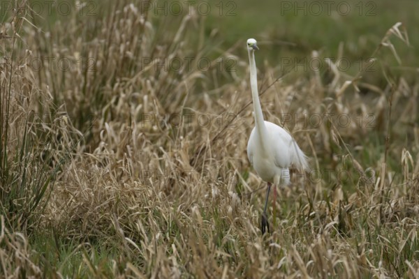 Great white egret (Ardea alba) adult bird in wetland grassland, England, United Kingdom