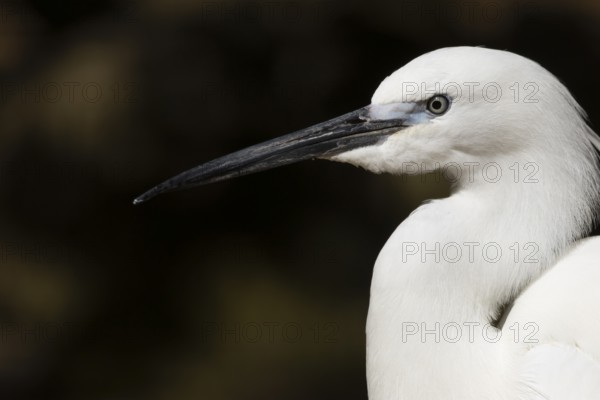 Little egret (Egretta garzetta) adult bird head portrait, England, United Kingdom