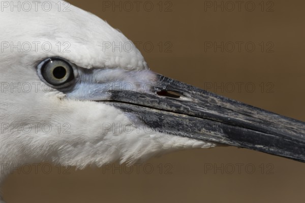 Little egret (Egretta garzetta) adult bird close up of its head, England, United Kingdom
