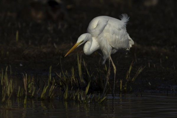Great white egret (Ardea alba) adult bird in shallow water of a lake, England, United Kingdom