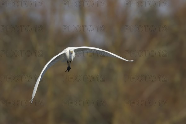 Great white egret (Ardea alba) adult bird flying, England, United Kingdom
