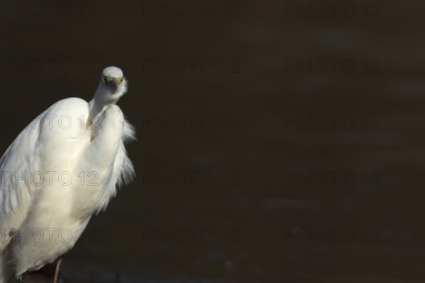Great white egret (Ardea alba) adult bird portrait, England, United Kingdom