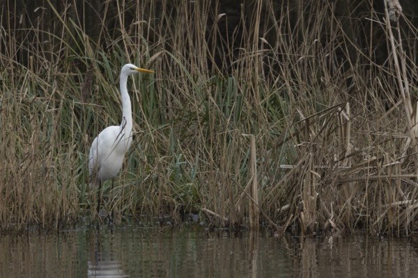 Great white egret (Ardea alba) adult bird in standing on the edge of a reedbed by a lake, England, United Kingdom
