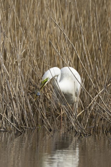 Great white egret (Ardea alba) adult bird in water on the edge of a reedbed with a frog for food in its beak in spring, England, United Kingdom