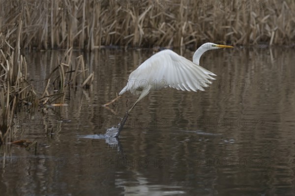 Great white egret (Ardea alba) adult bird taking off in flight over a lake, England, United Kingdom
