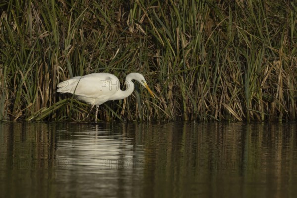 Great white egret (Ardea alba) adult bird in hunting on the edge of a reedbed by a lake, England, United Kingdom