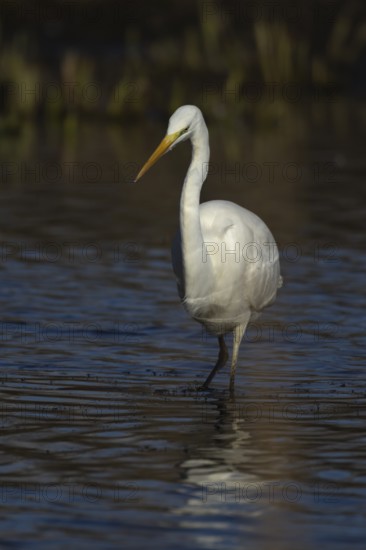 Great white egret (Ardea alba) adult bird in shallow water of a lake, England, United Kingdom