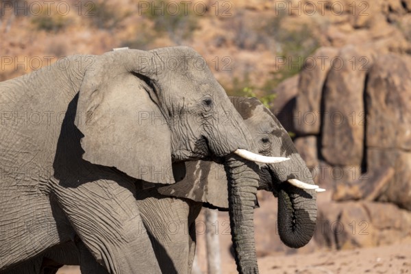 Two African elephants (Loxodonta africana), desert elephant, near the Hoanib River, Damaraland, Kunene region, Namibia