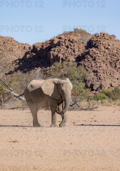 African elephant (Loxodonta africana), desert elephant, near the Ugab River, Damaraland, Kunene region, Namibia