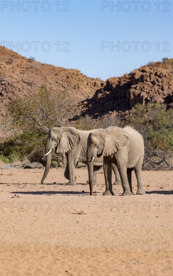 Two animals, African elephant (Loxodonta africana), desert elephant, near the Ugab River, Damaraland, Kunene region, Namibia