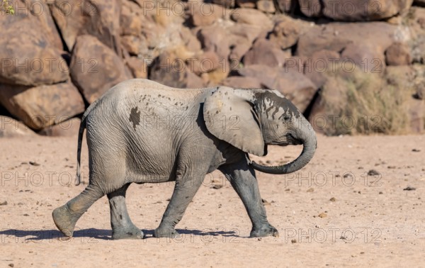 Juvenile African elephant (Loxodonta africana), desert elephant, near the Hoanib River, Damaraland, Kunene region, Namibia