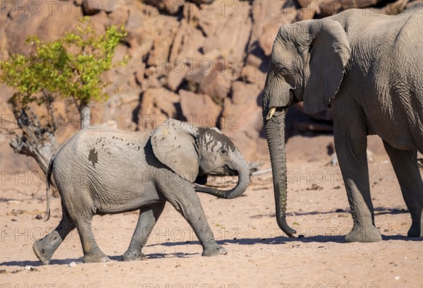 Juvenile and adult African elephant (Loxodonta africana), desert elephant, near the Hoanib River, Damaraland, Kunene region, Namibia